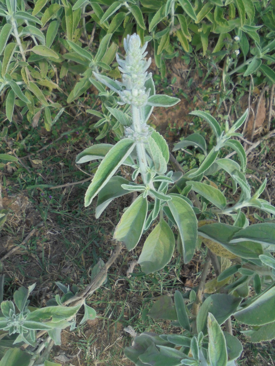 Anisomeles malabarica (L.) R.Br.